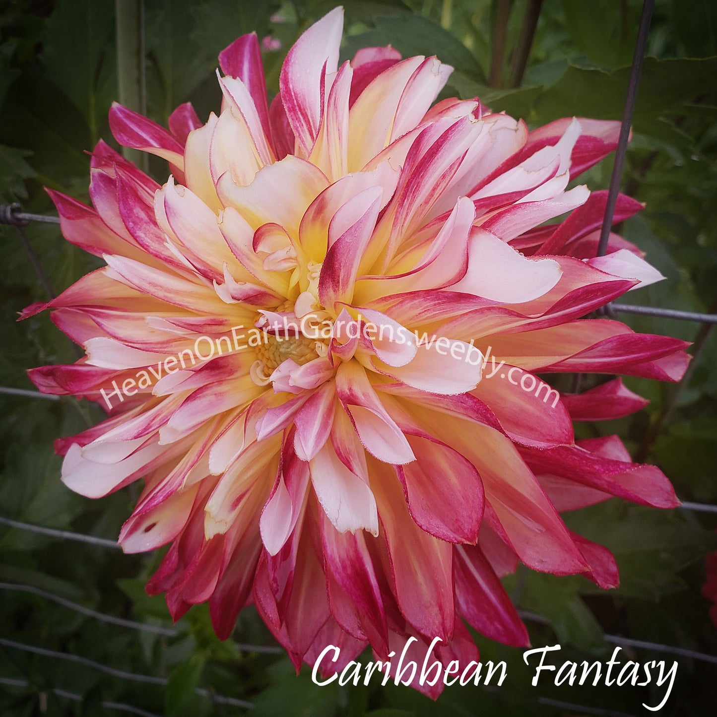 Caribbean Fantasy