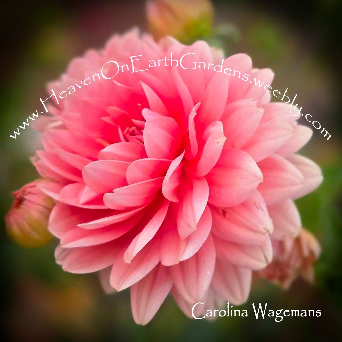 Carolina Wagemans