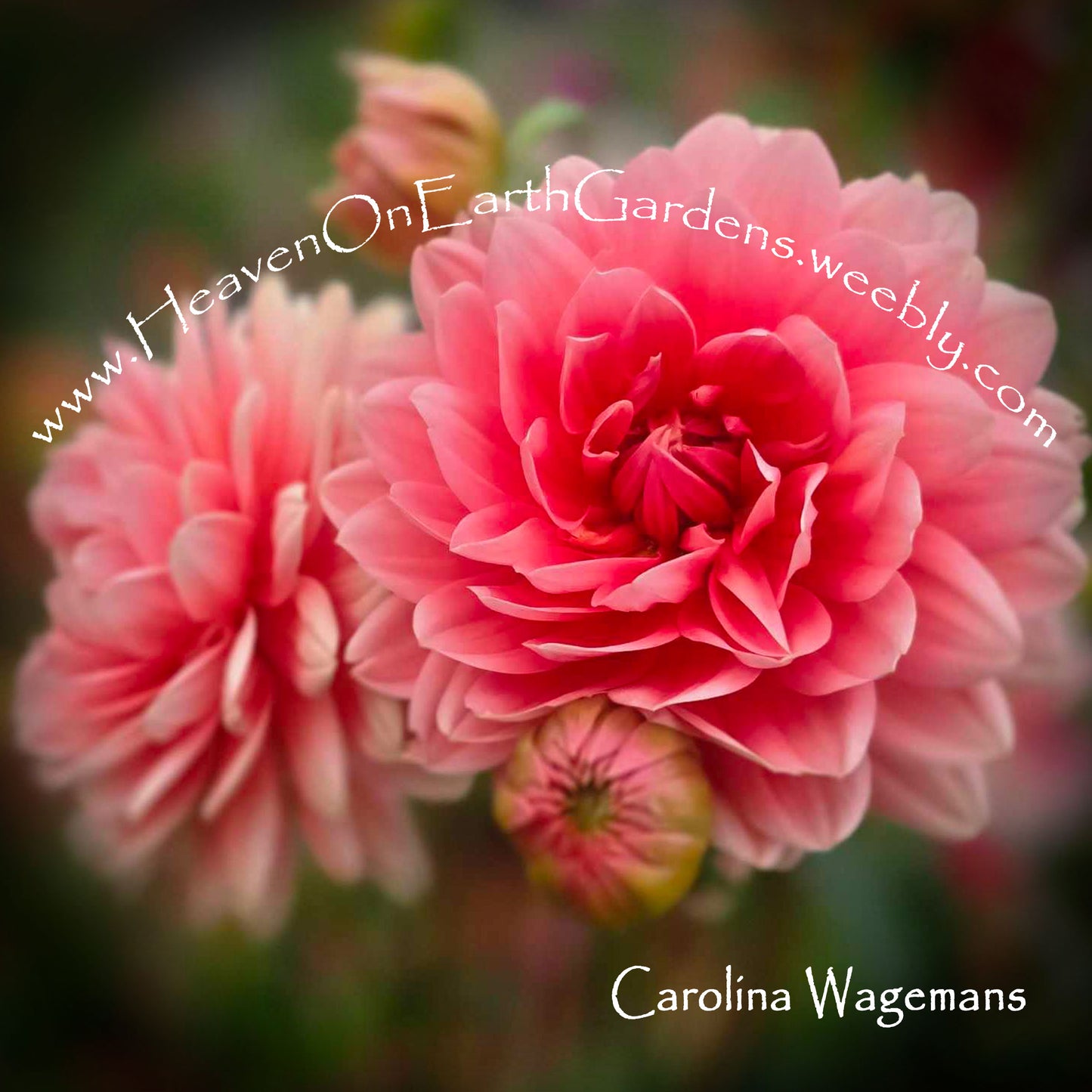 Carolina Wagemans