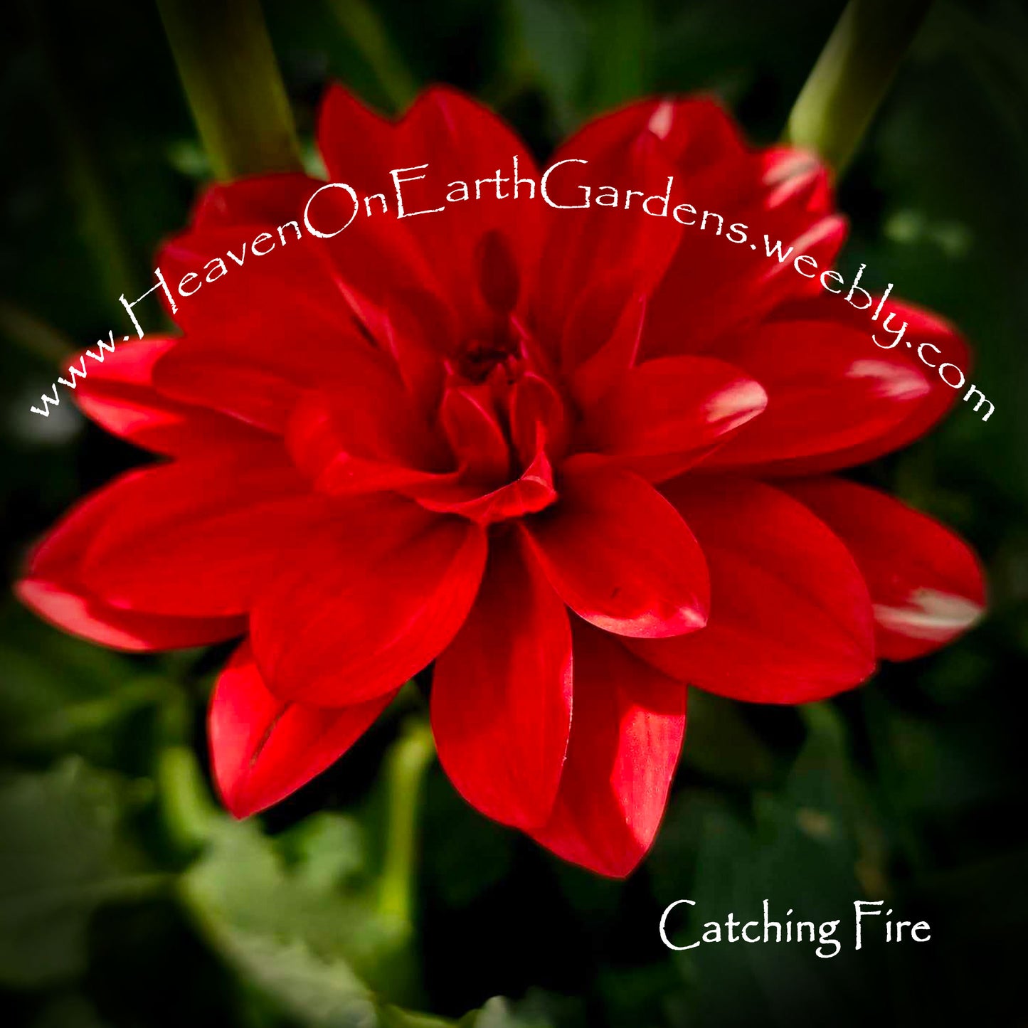 Catching Fire