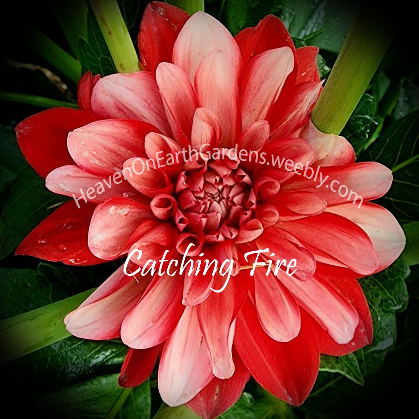 Catching Fire