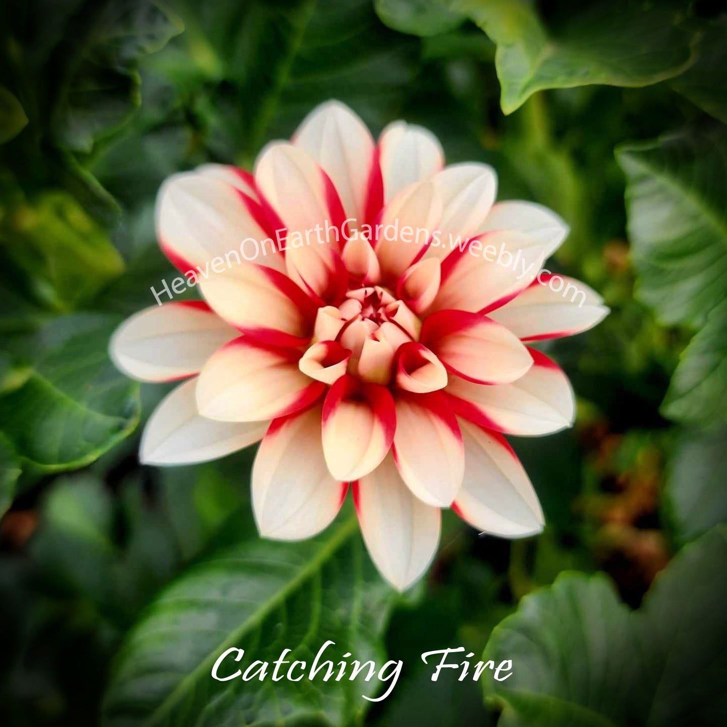 Catching Fire