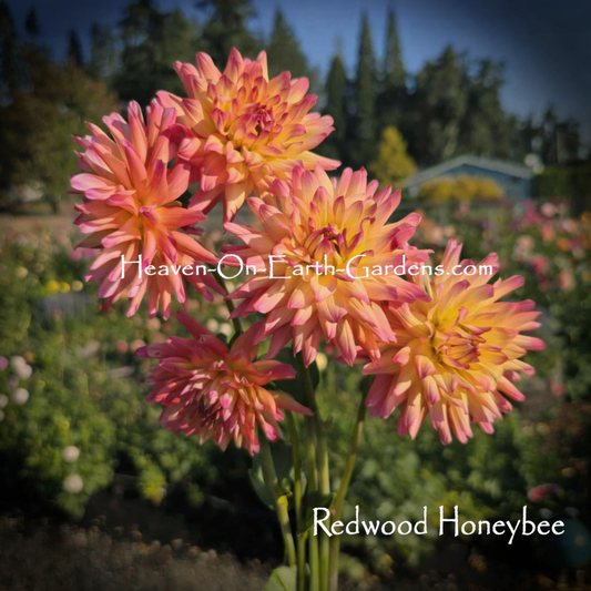 Redwood Honeybee