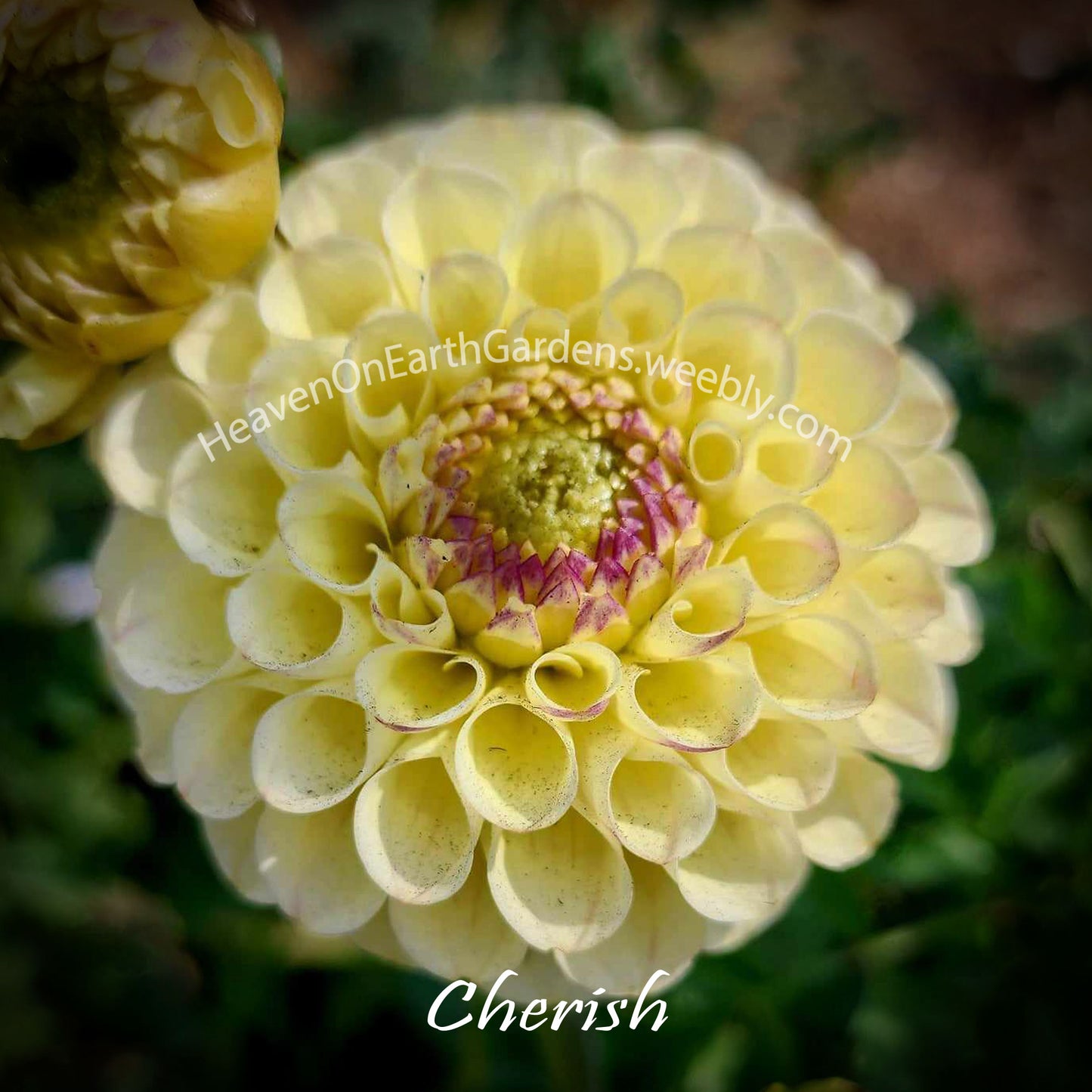 Cherish