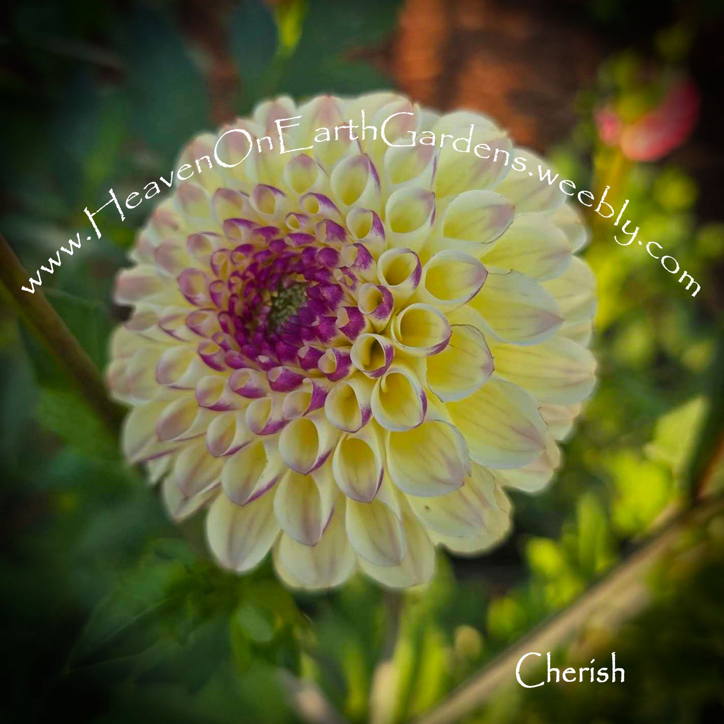 Cherish