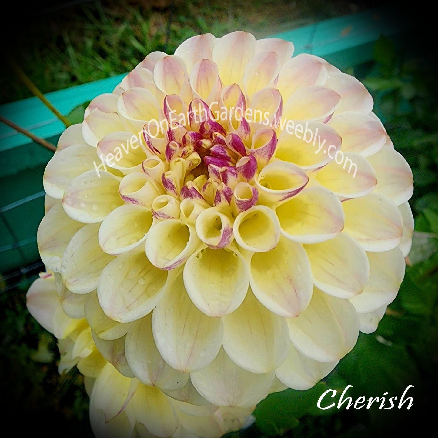 Cherish