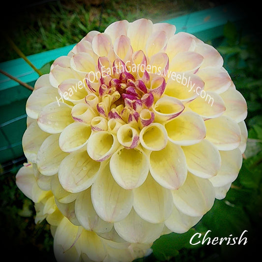 Cherish