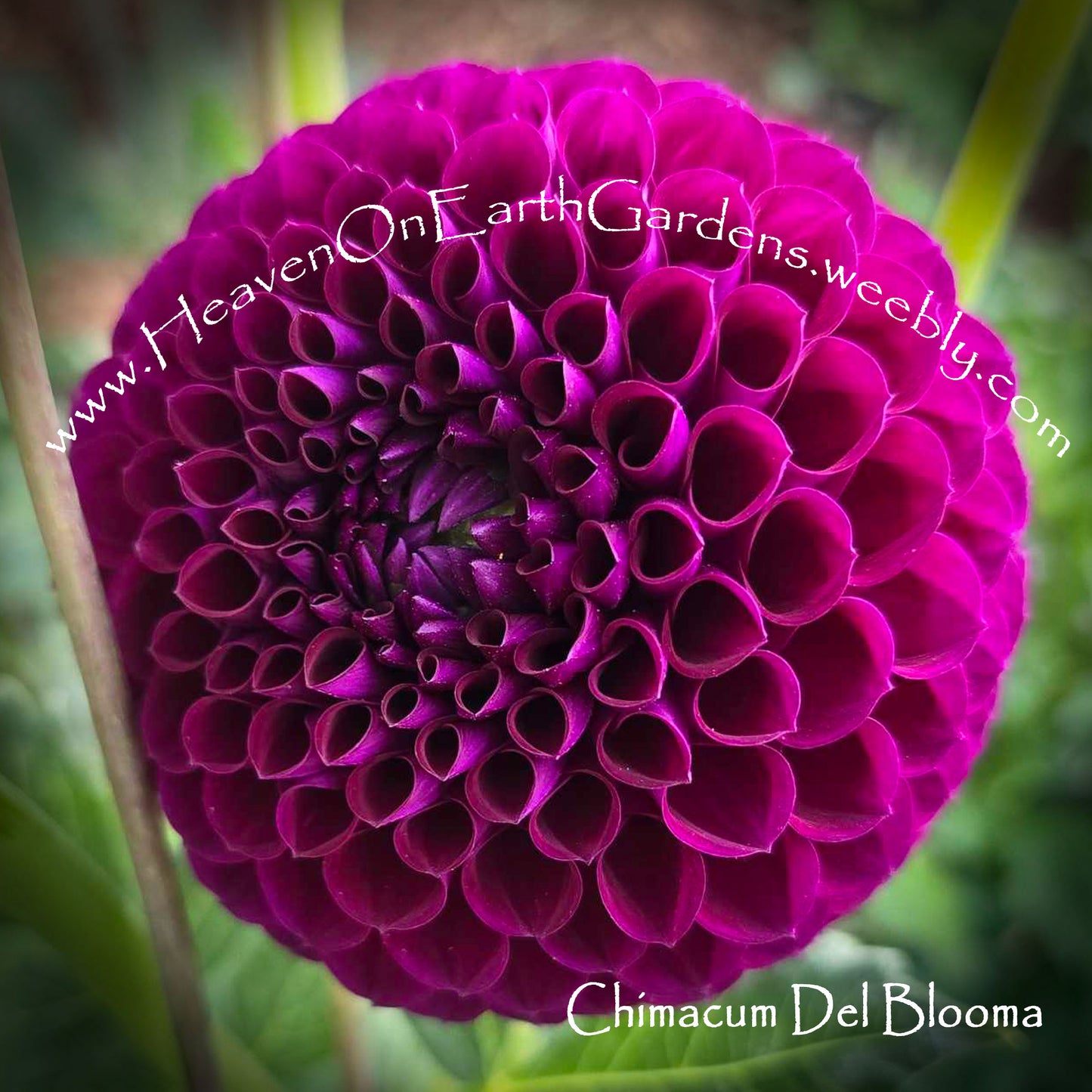 Chimacum del Blomma