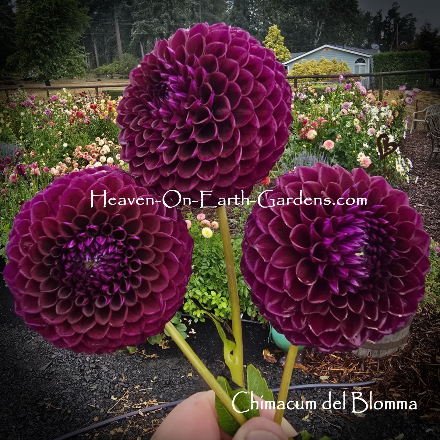 Chimacum del Blomma