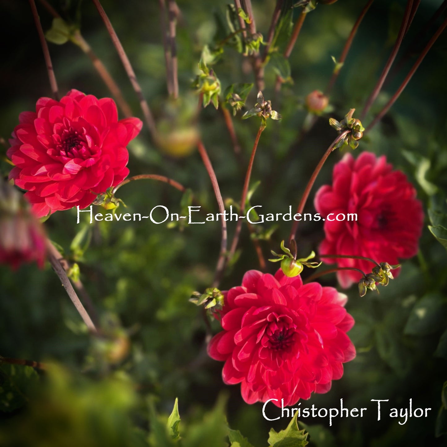 Christopher Taylor
