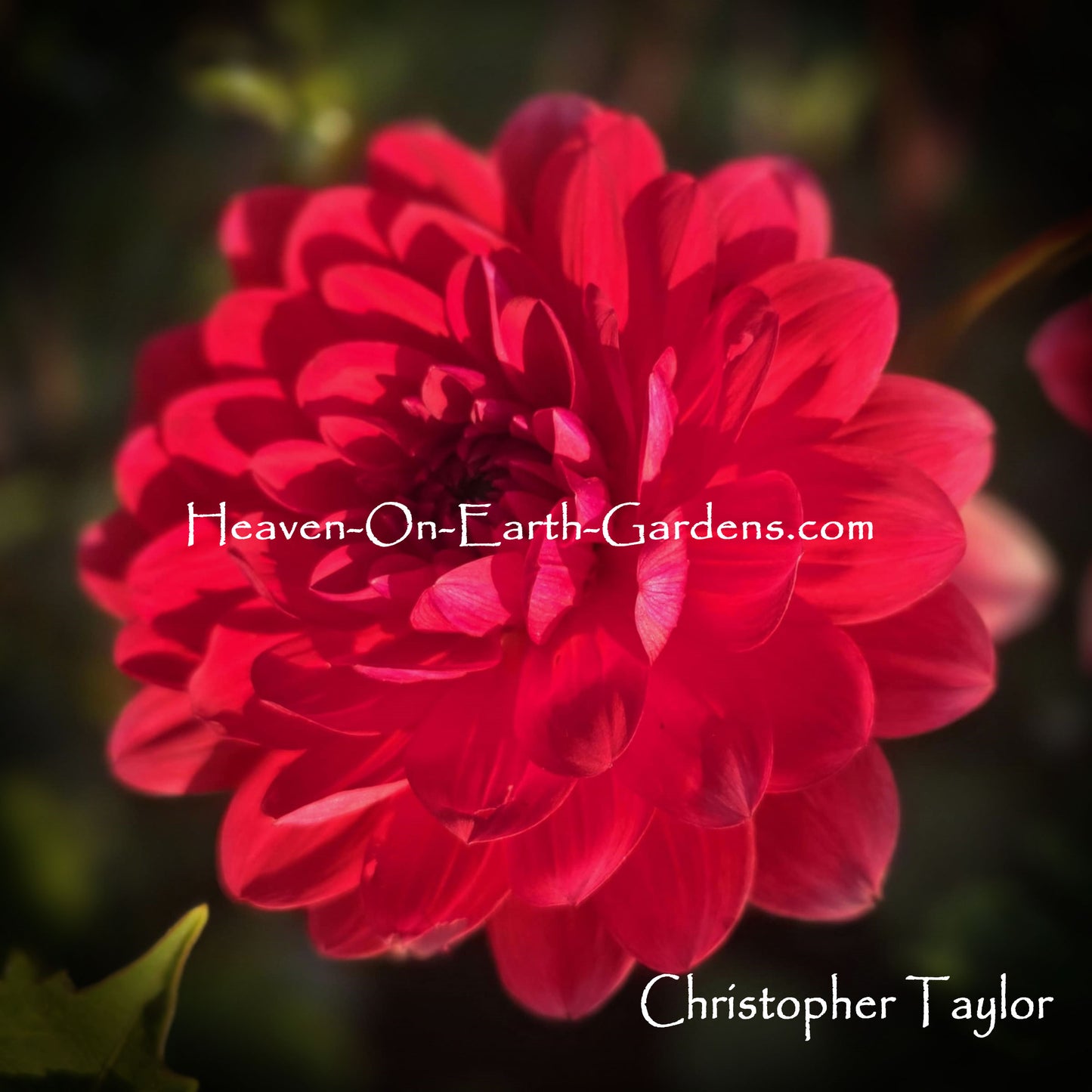 Christopher Taylor