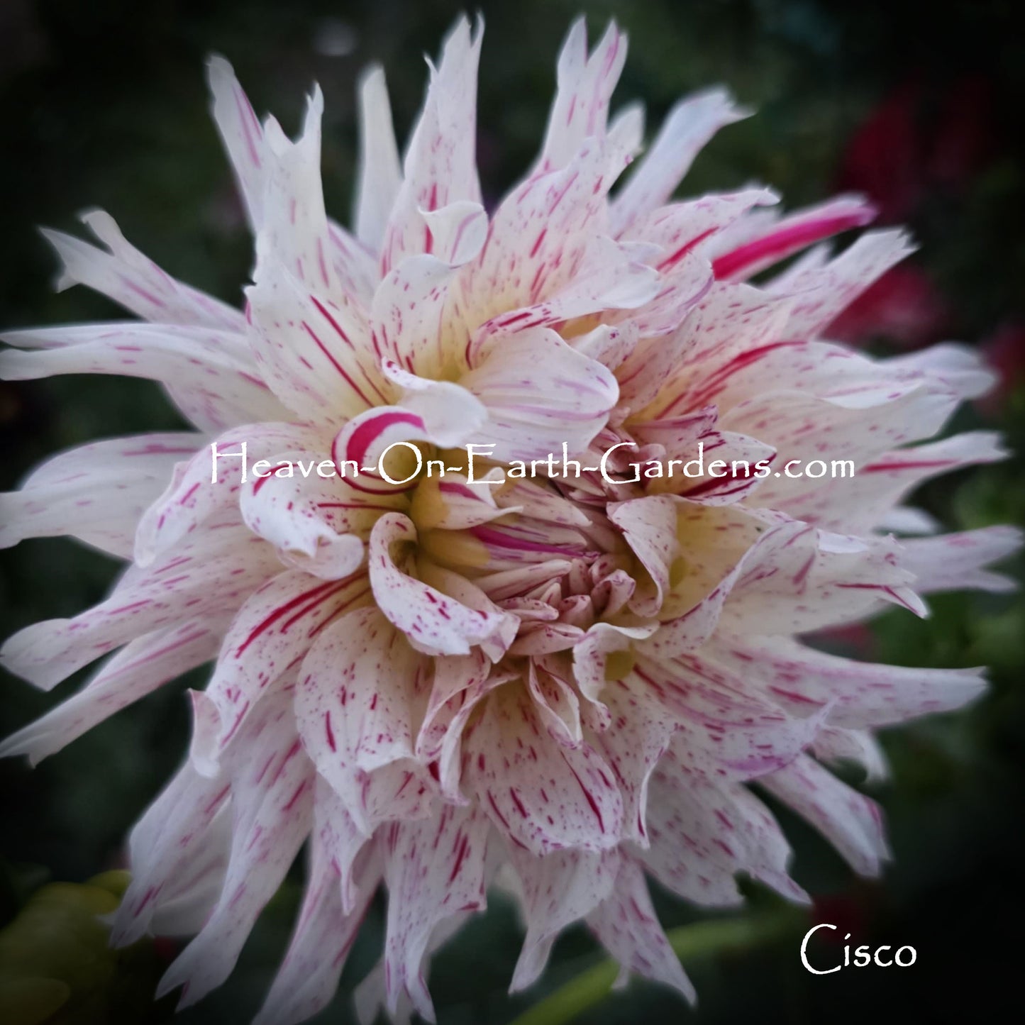 Cisco