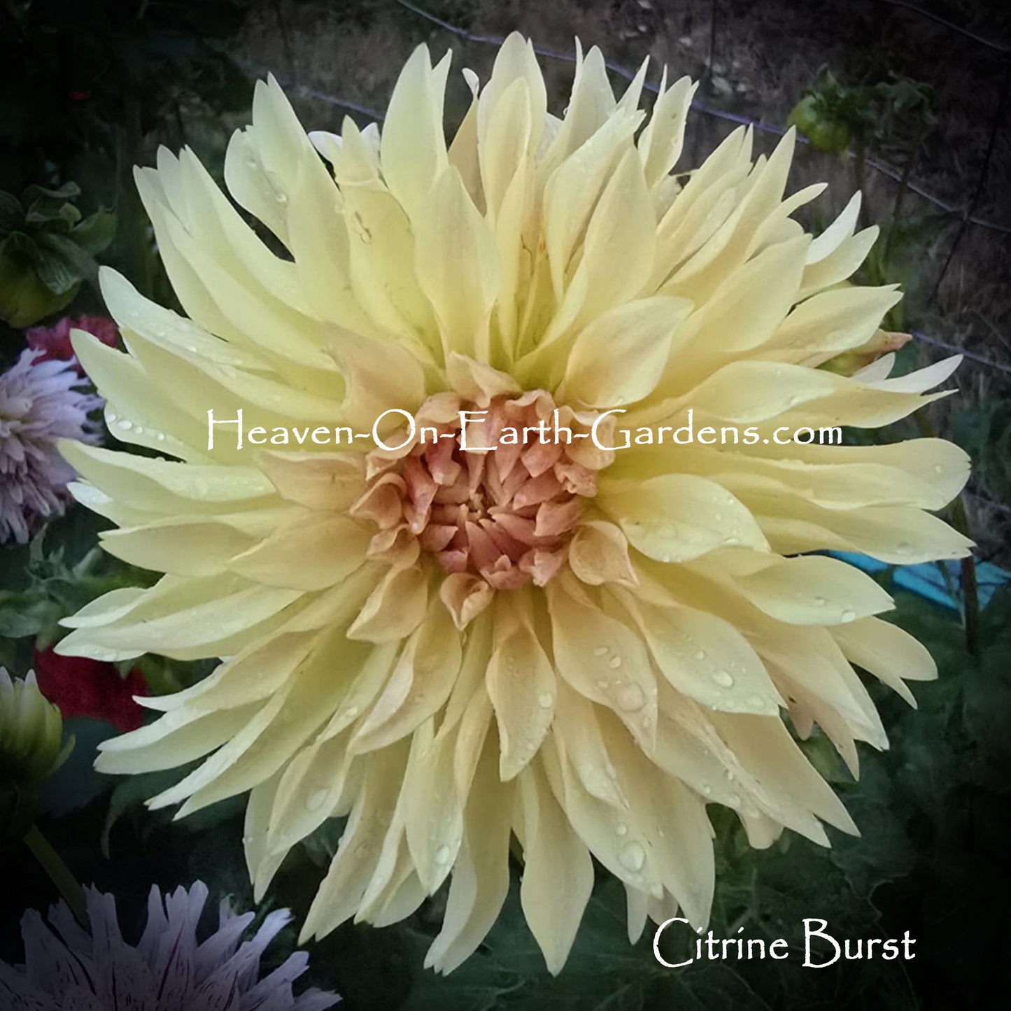 Citrine Burst