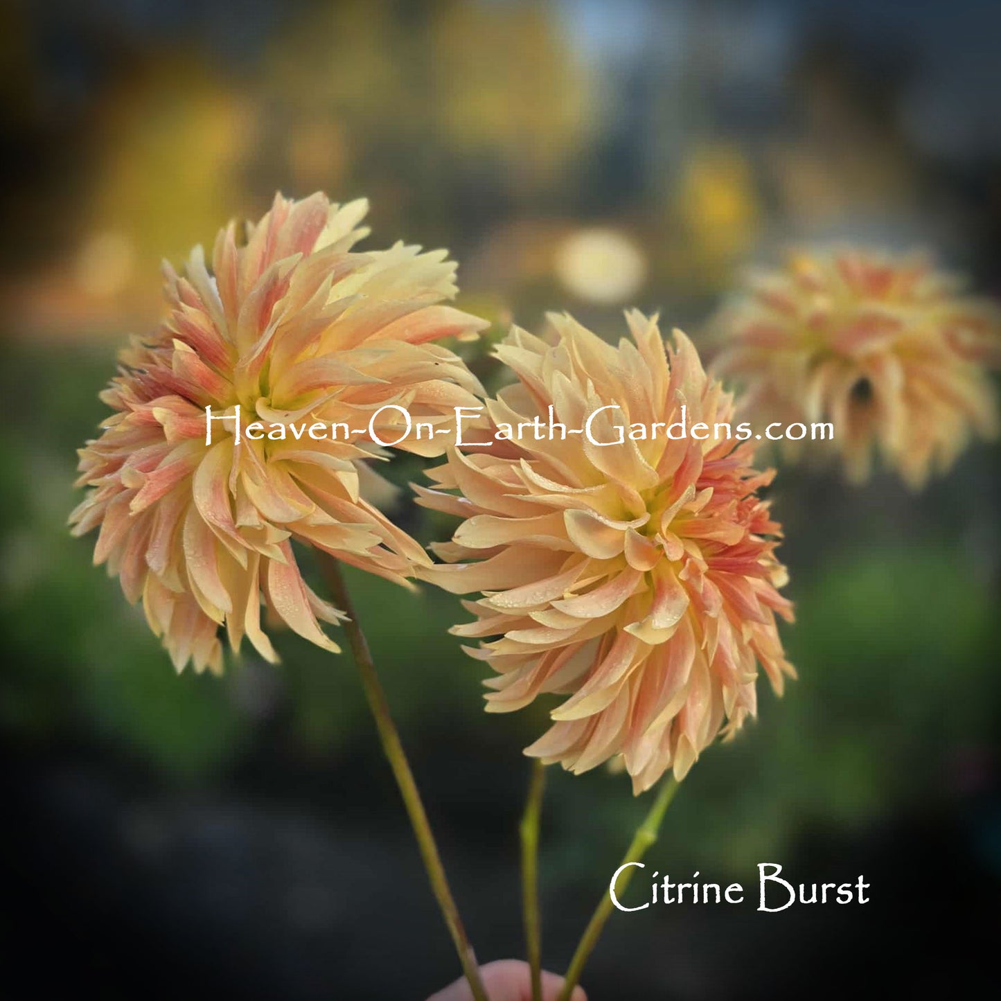 Citrine Burst