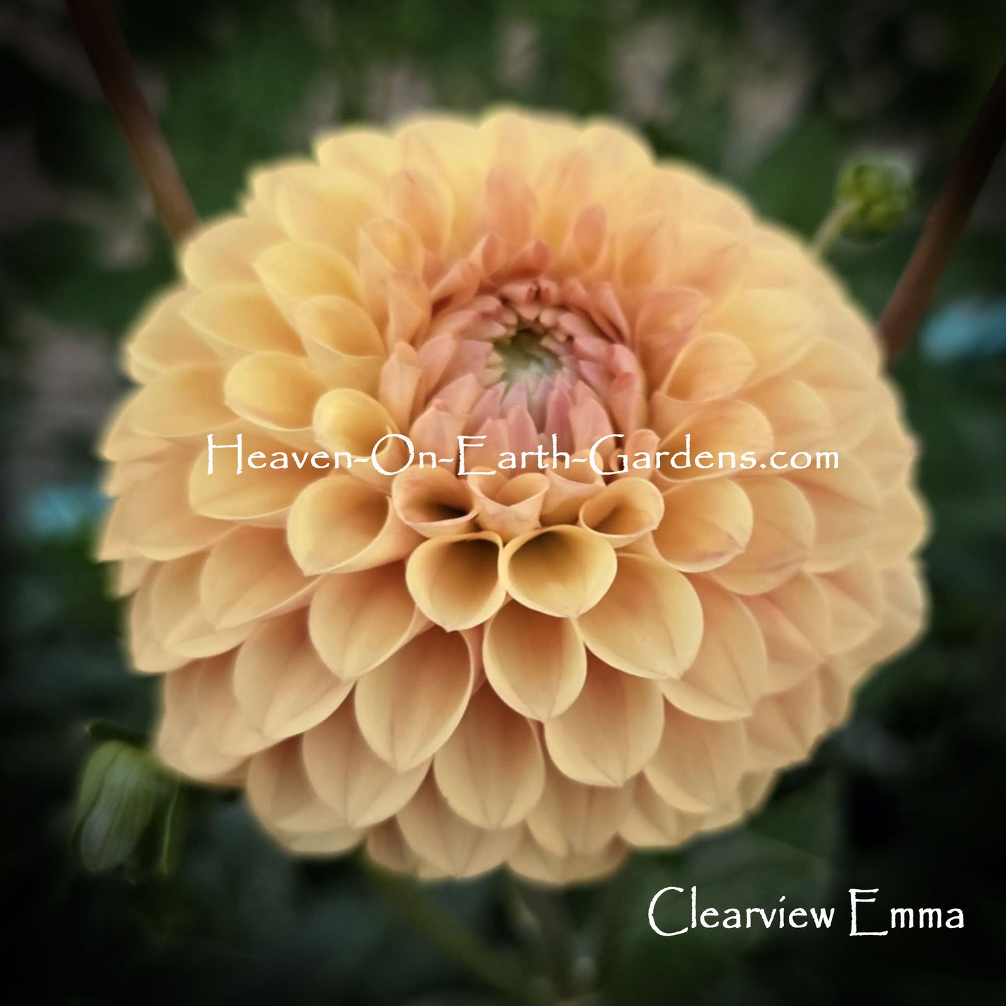 Clearview Emma