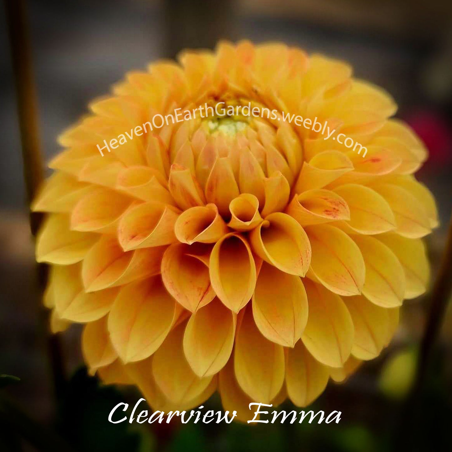 Clearview Emma