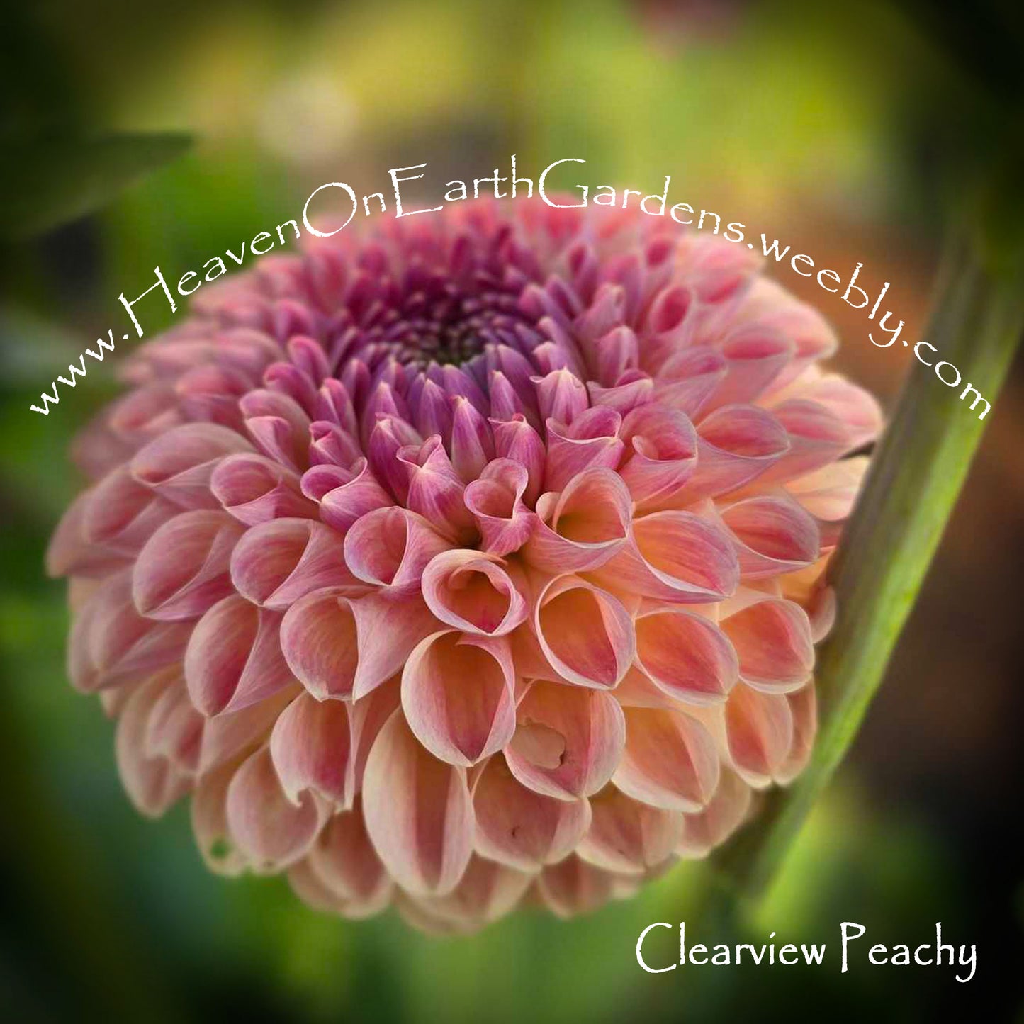 Clearview Peachy