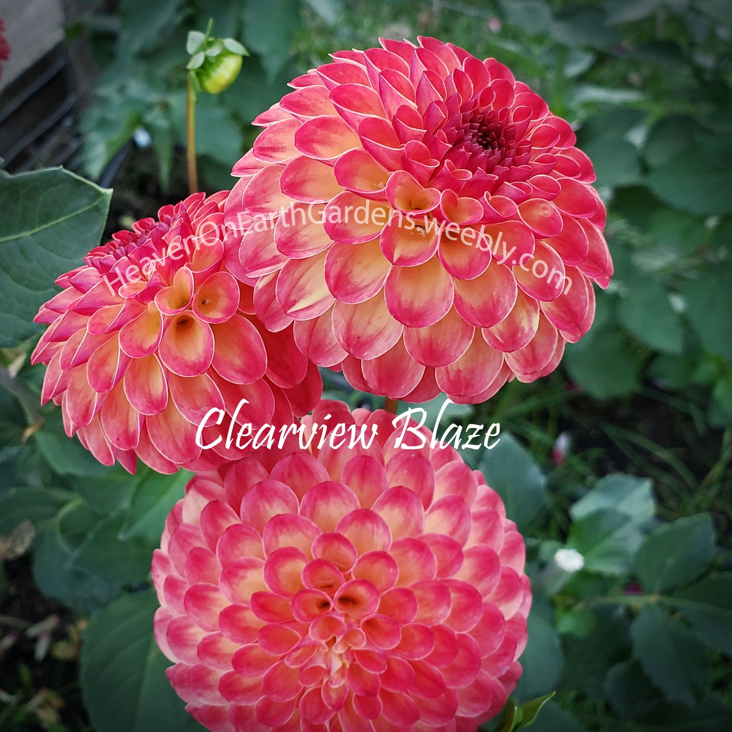 Clearview Blaze