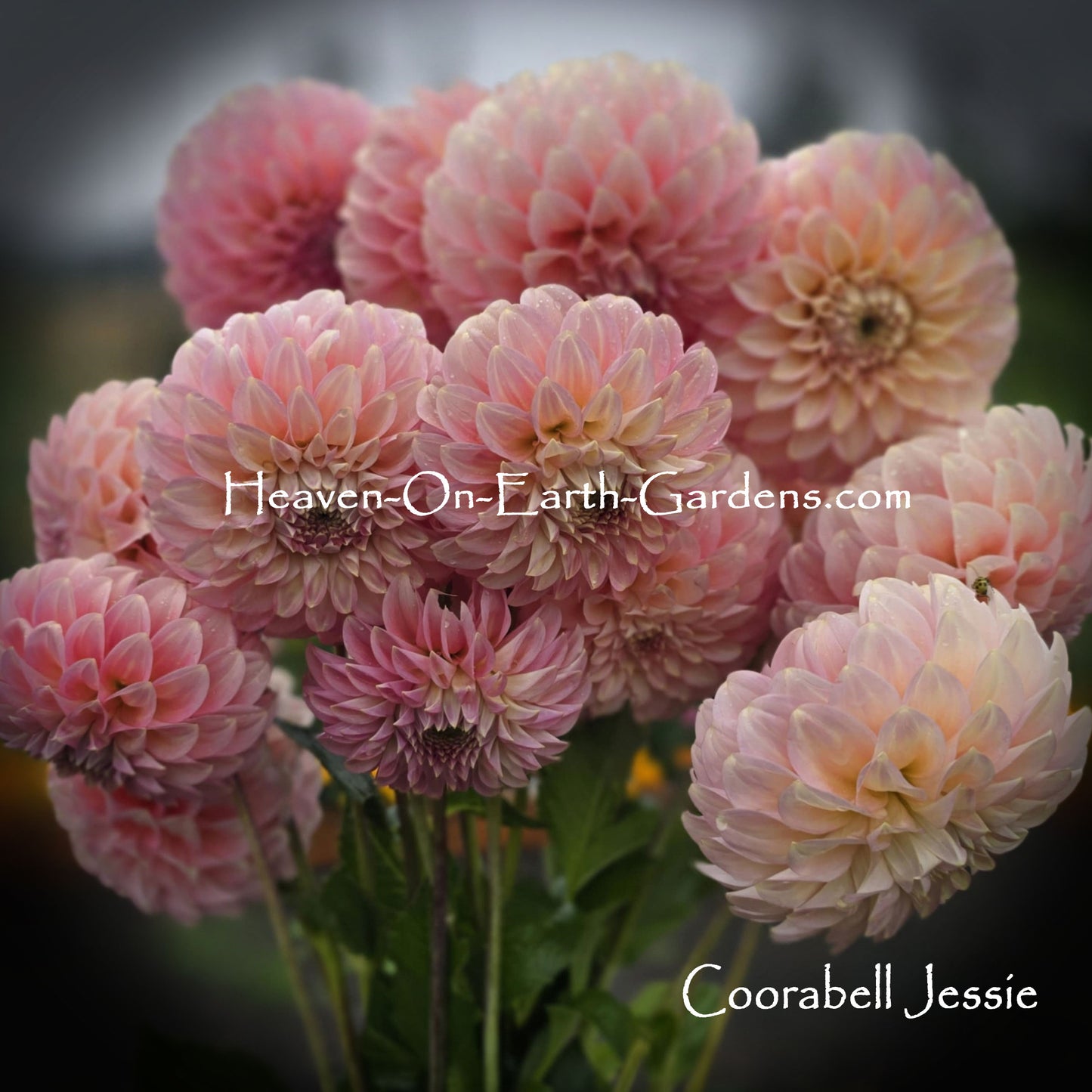 Coorabell Jessie