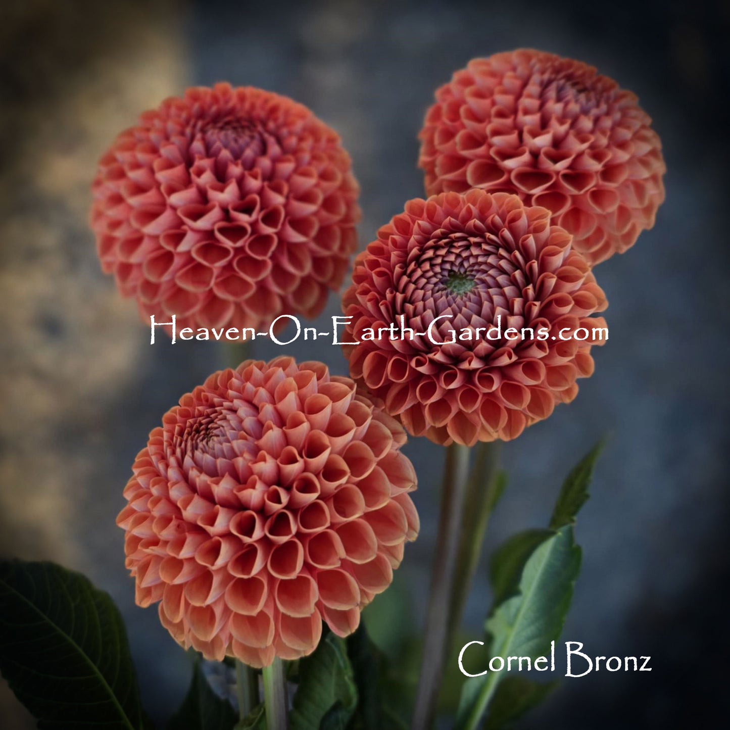 Cornel Bronze