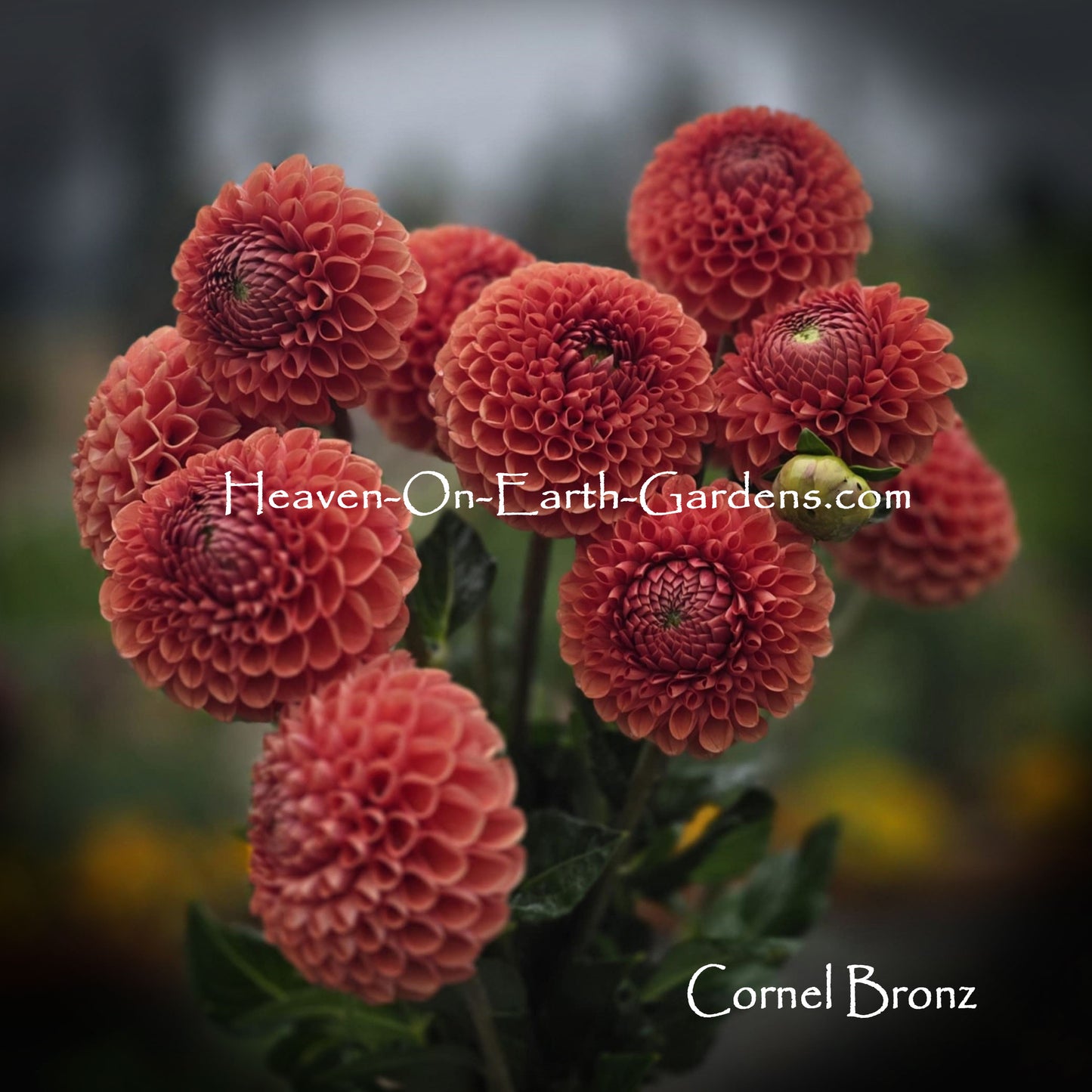 Cornel Bronze