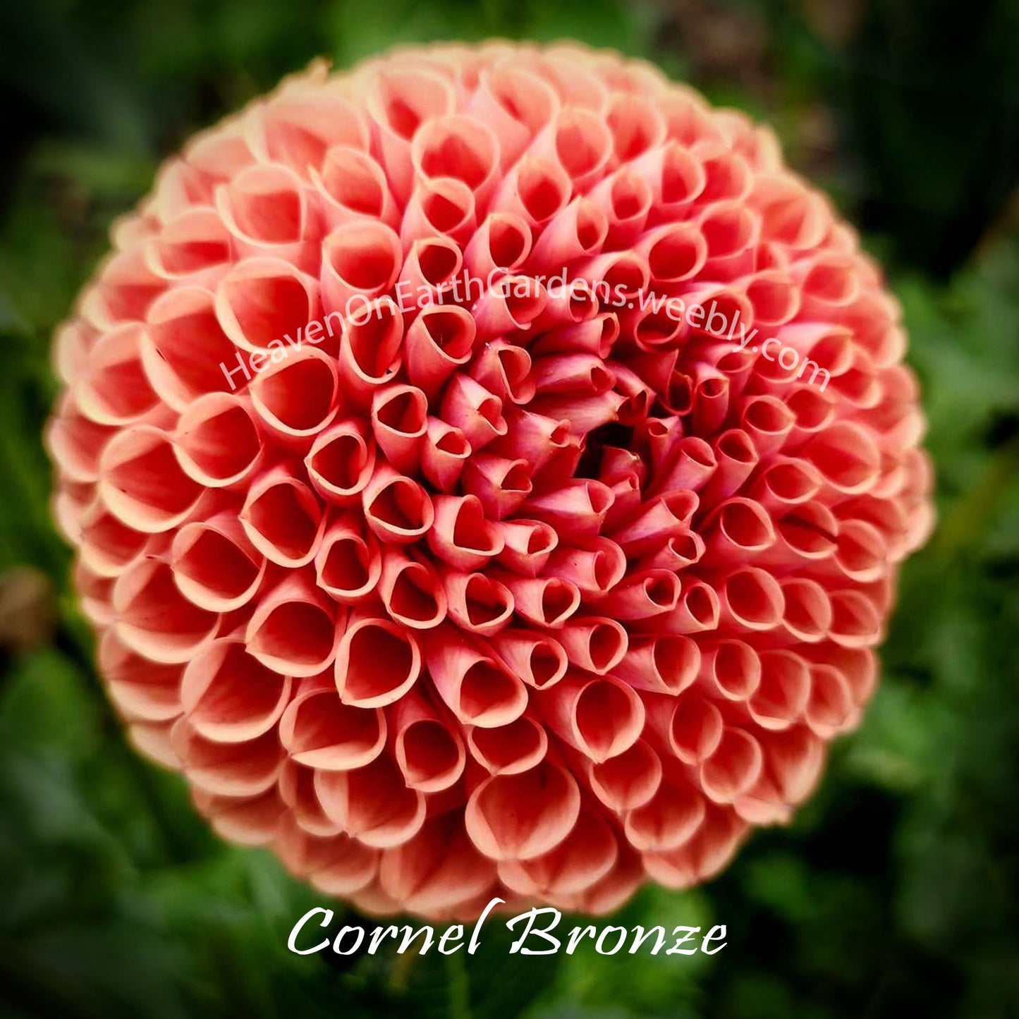 Cornel Bronze