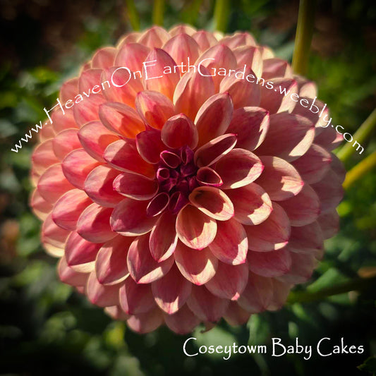 Coseytown® Baby Cakes