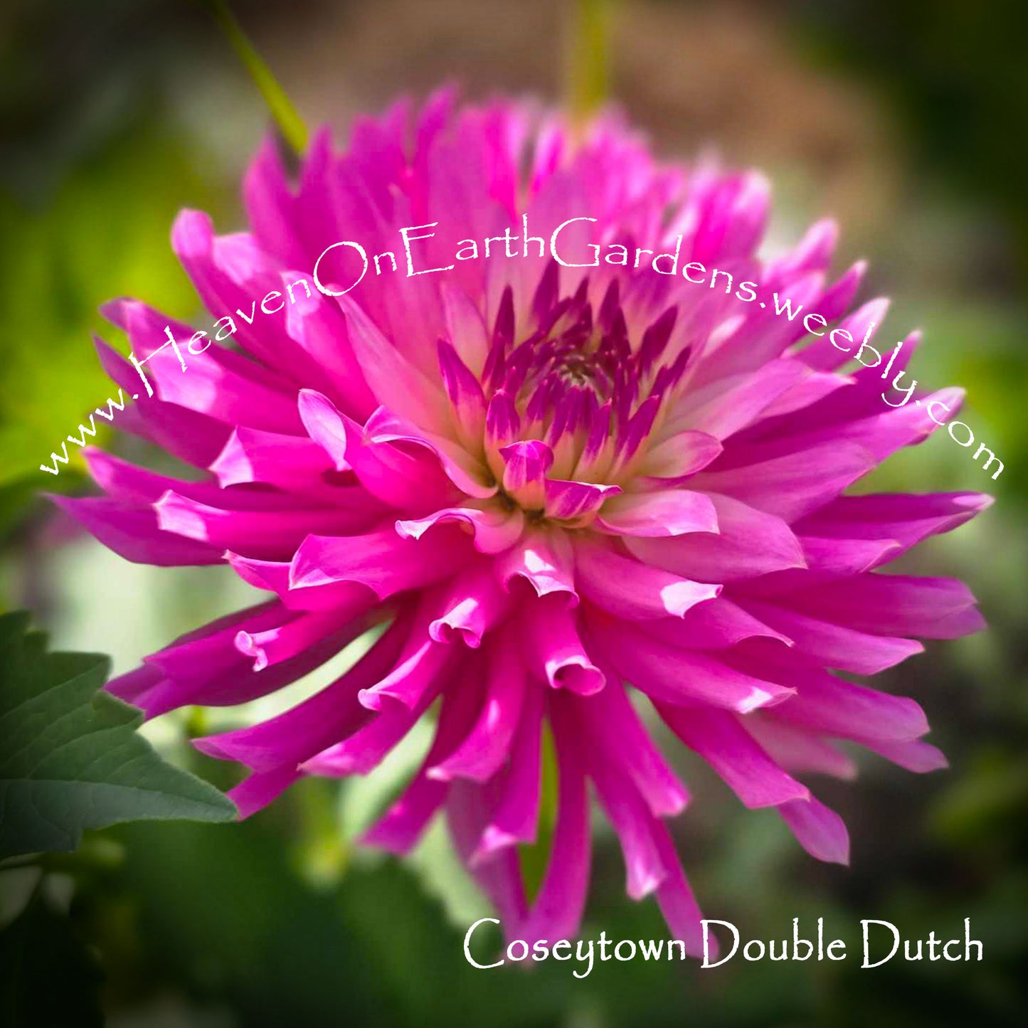 Coseytown® Double Dutch
