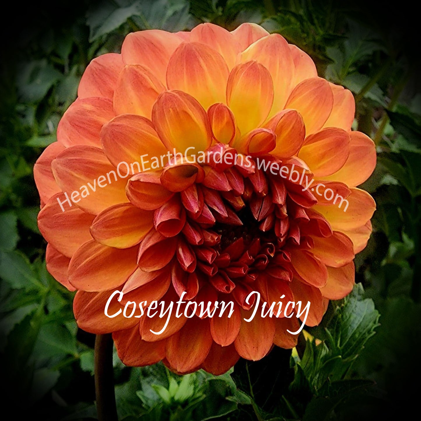 Coseytown® Juicy