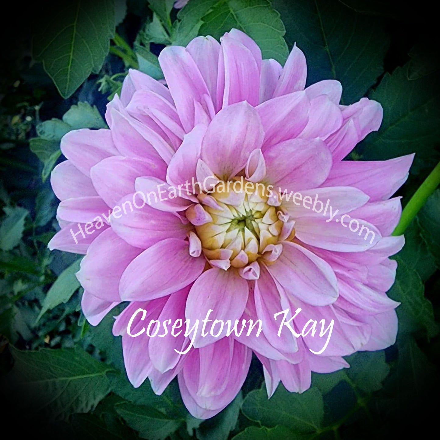 Coseytown® Kay