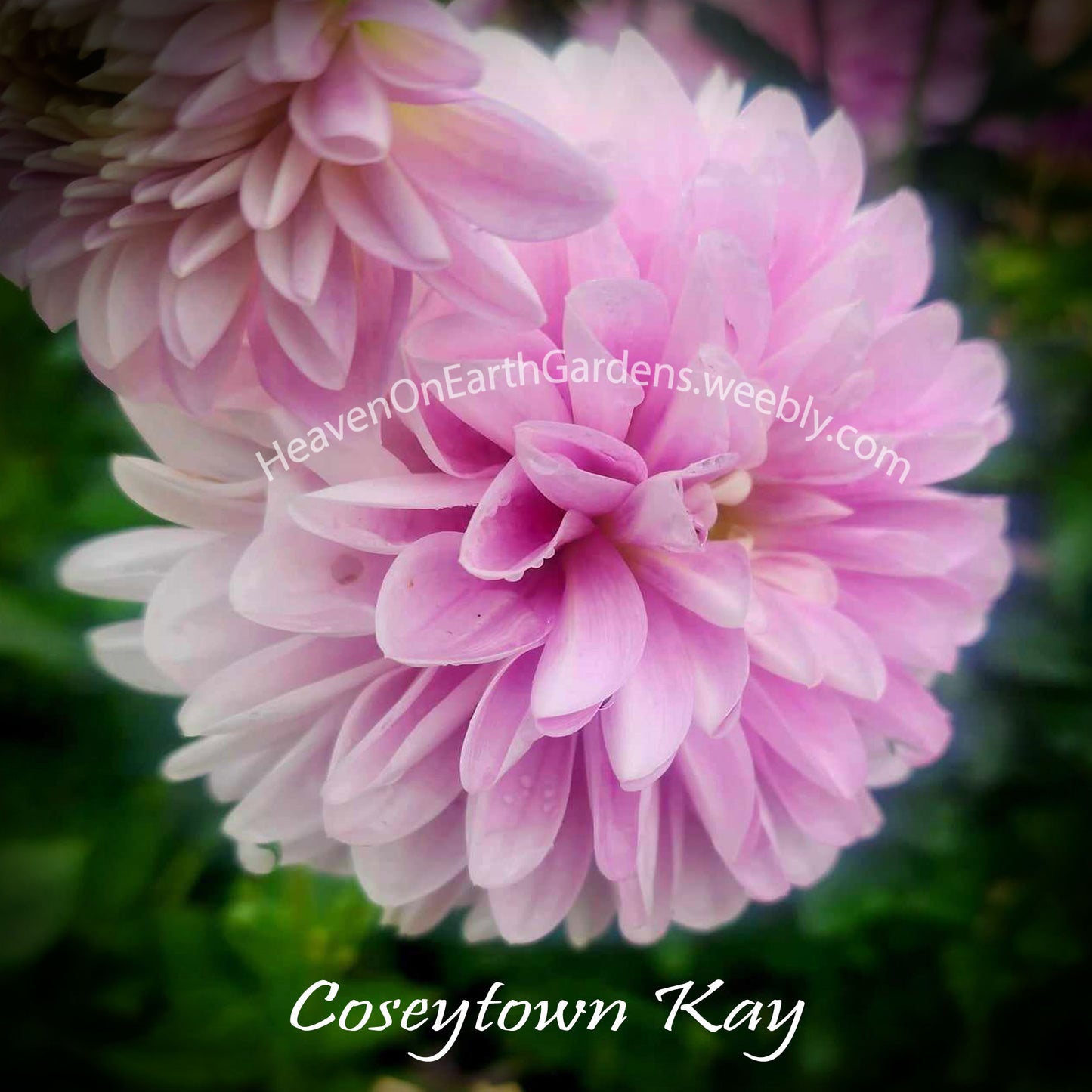Coseytown® Kay