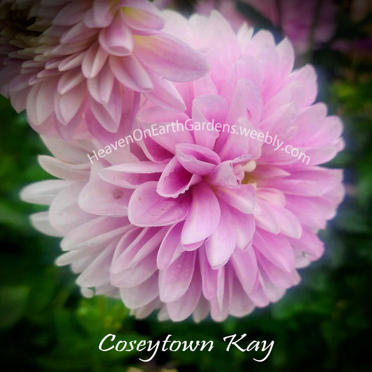 Coseytown® Kay