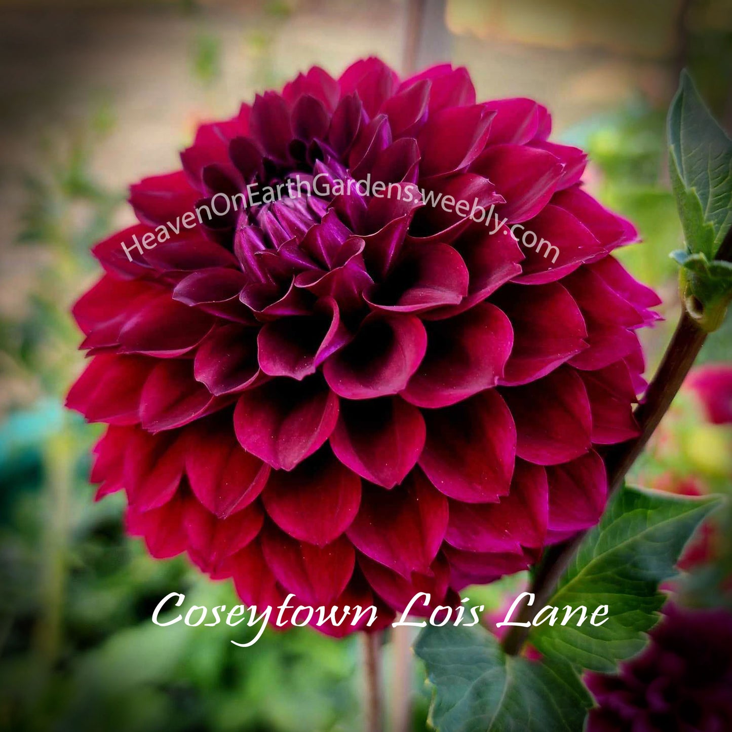 Coseytown® Lois Lane