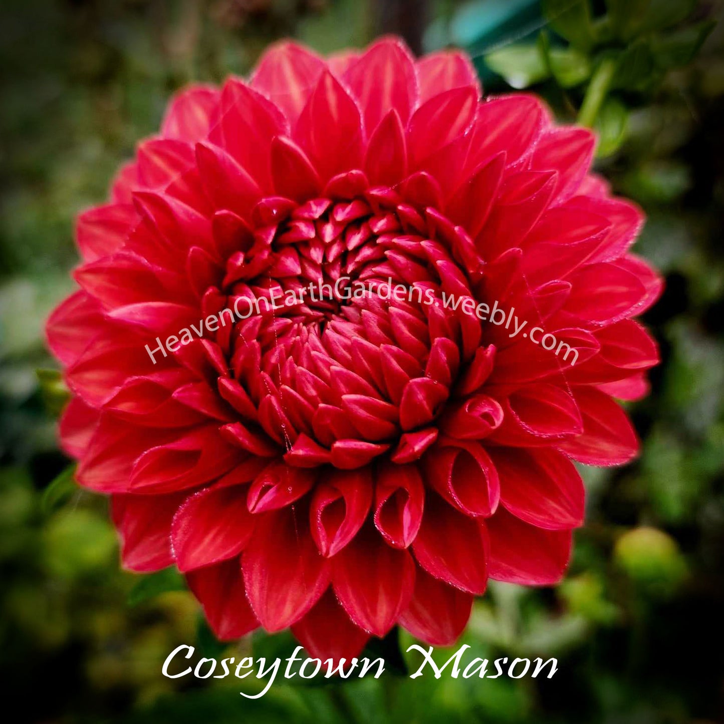 Coseytown® Mason
