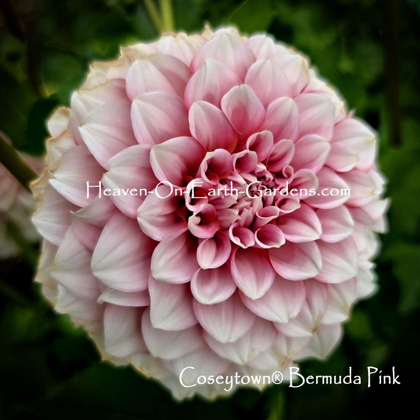 Coseytown® Bermuda Pink