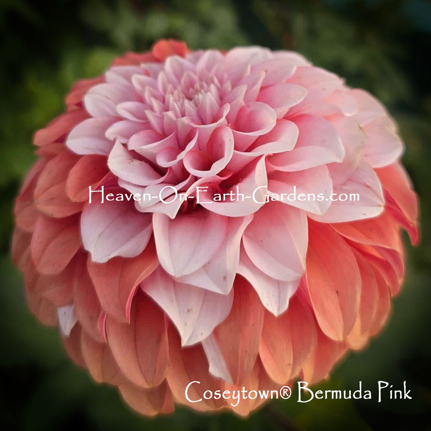 Coseytown® Bermuda Pink
