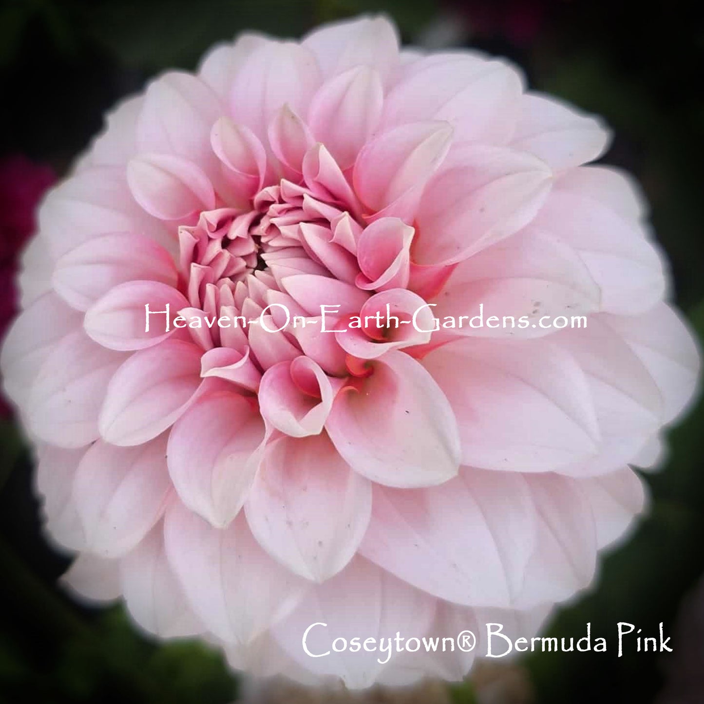 Coseytown® Bermuda Pink