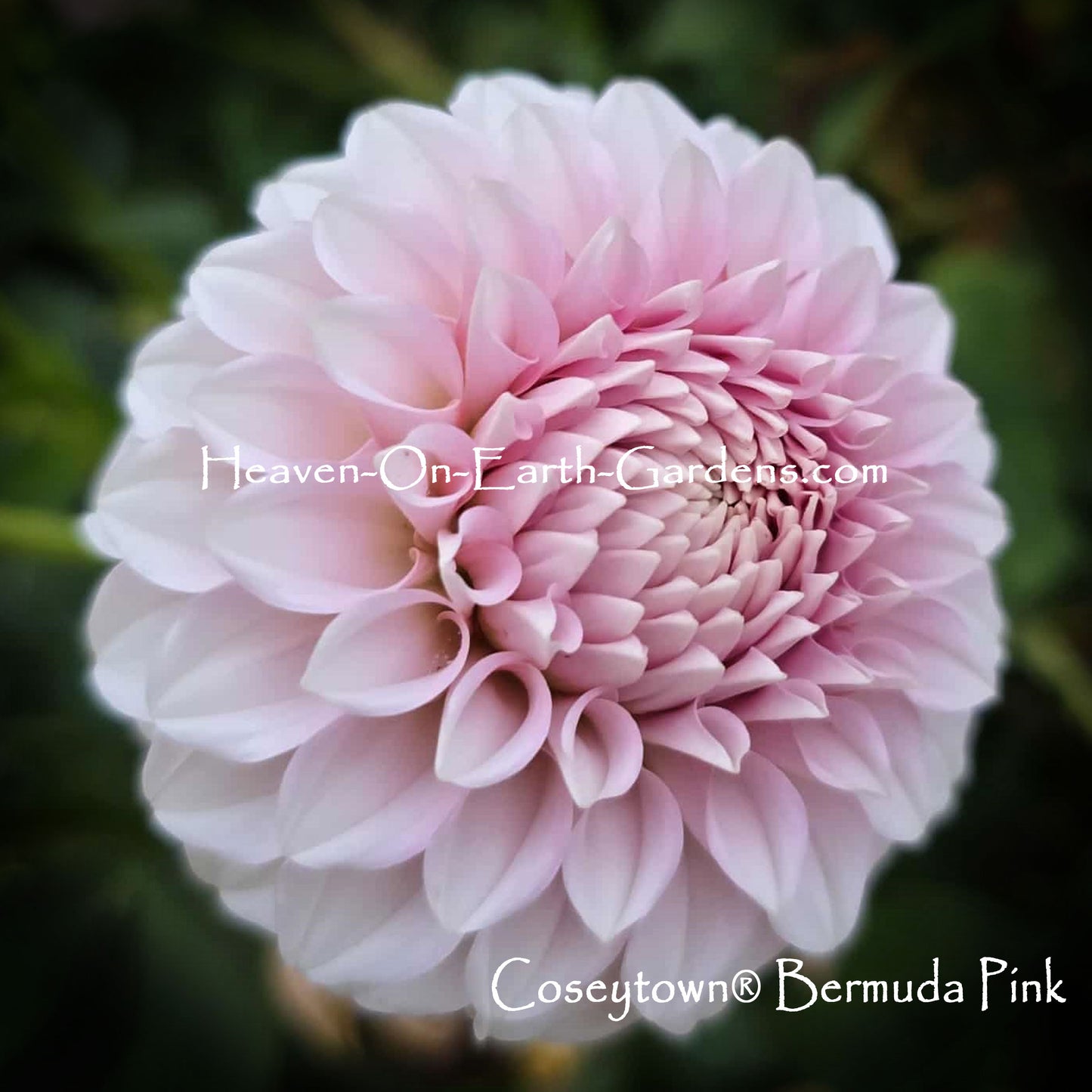 Coseytown® Bermuda Pink