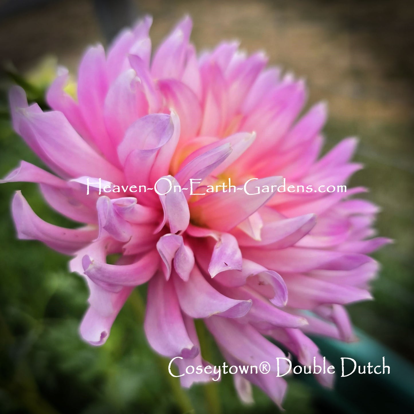 Coseytown® Double Dutch