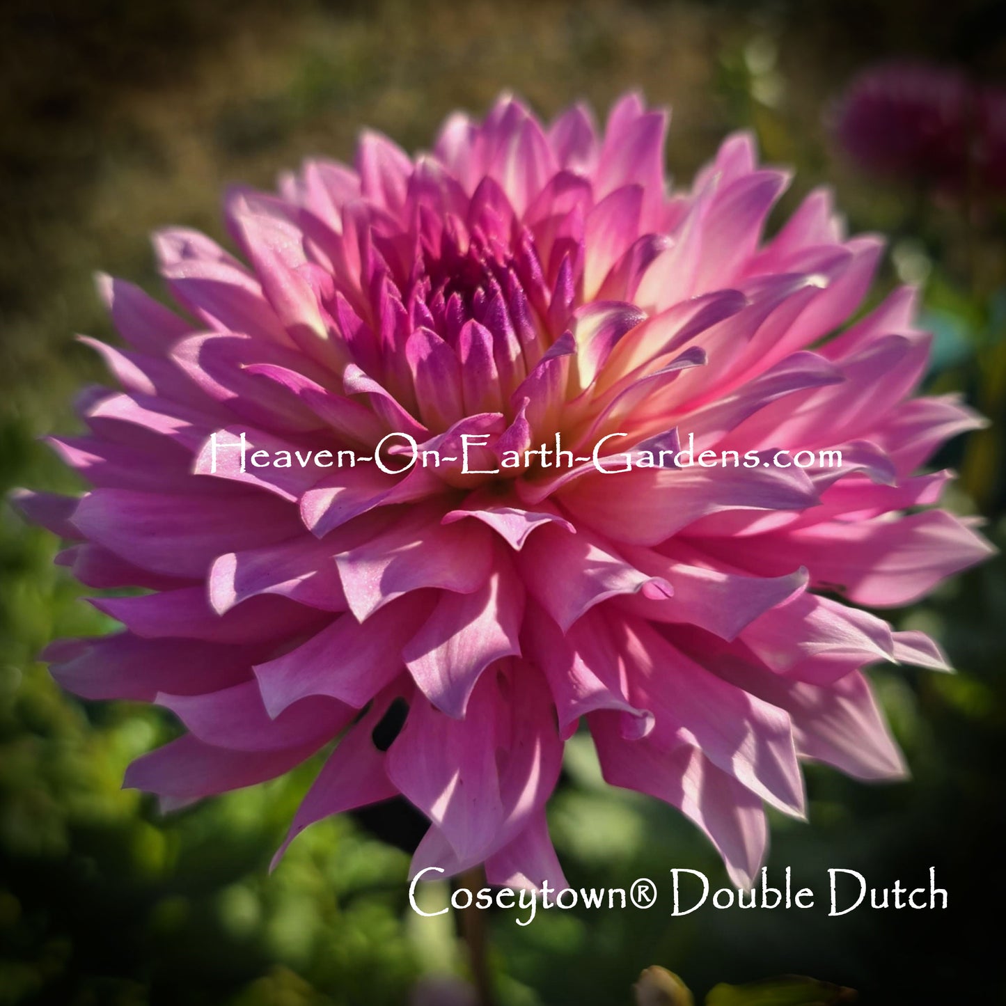 Coseytown® Double Dutch