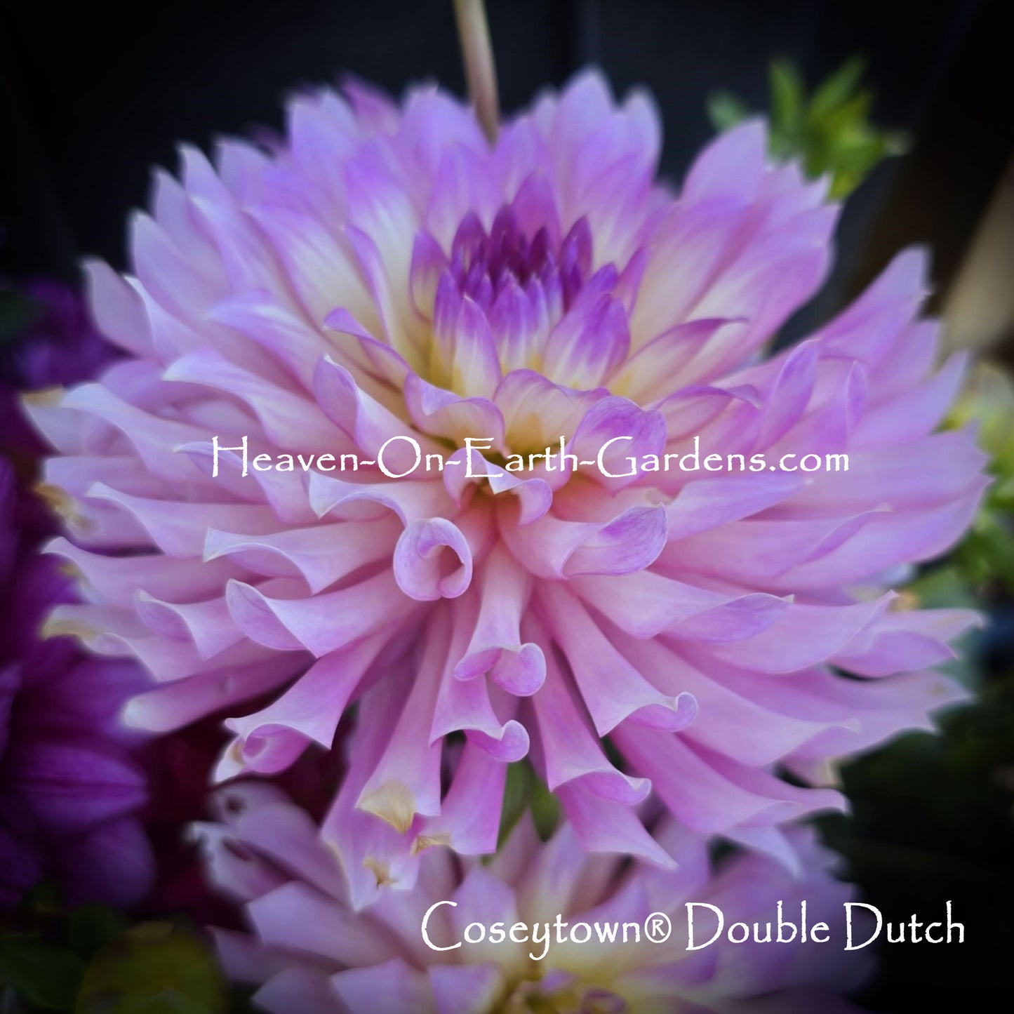 Coseytown® Double Dutch