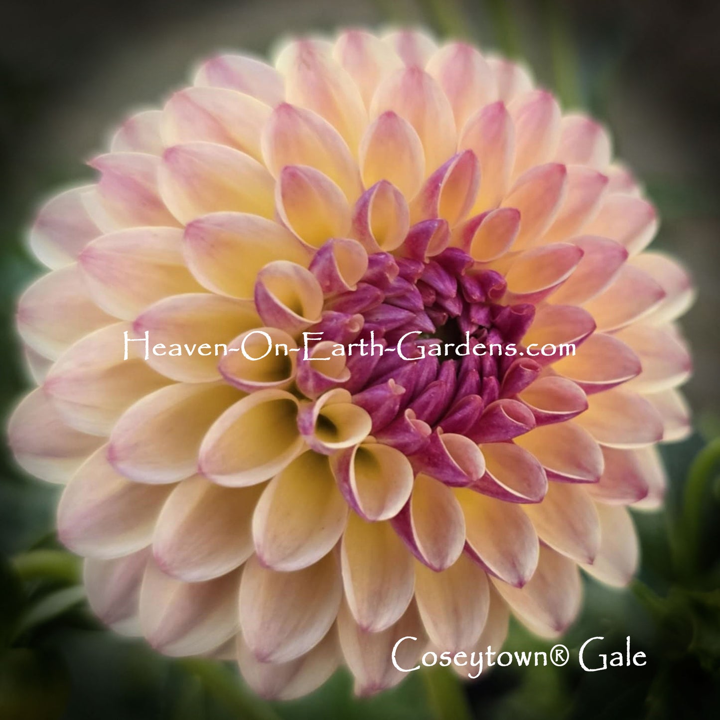Coseytown® Gail