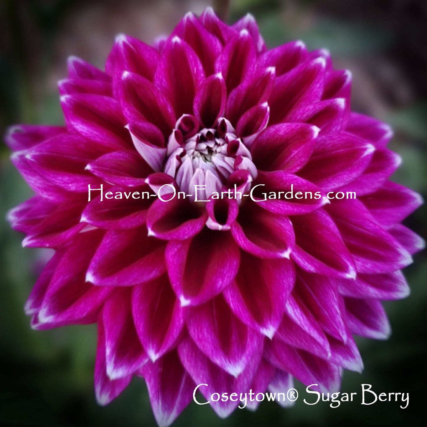 Coseytown® Sugar Berry