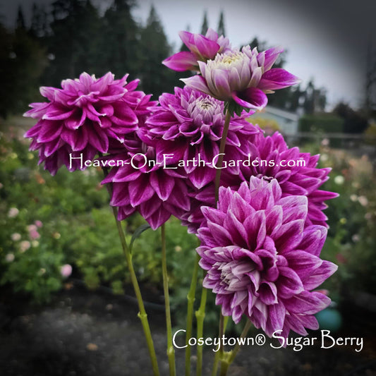 Coseytown® Sugar Berry