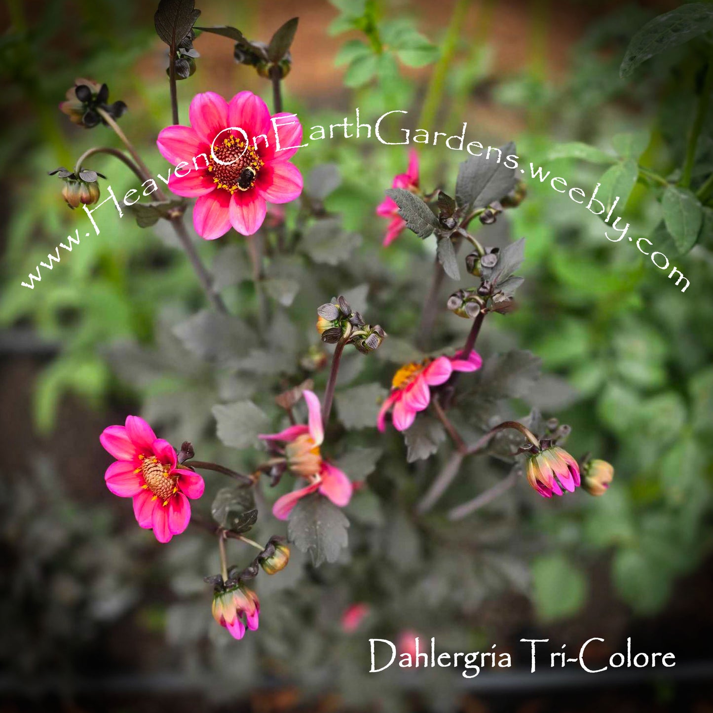Dahlegria Tri-Colore