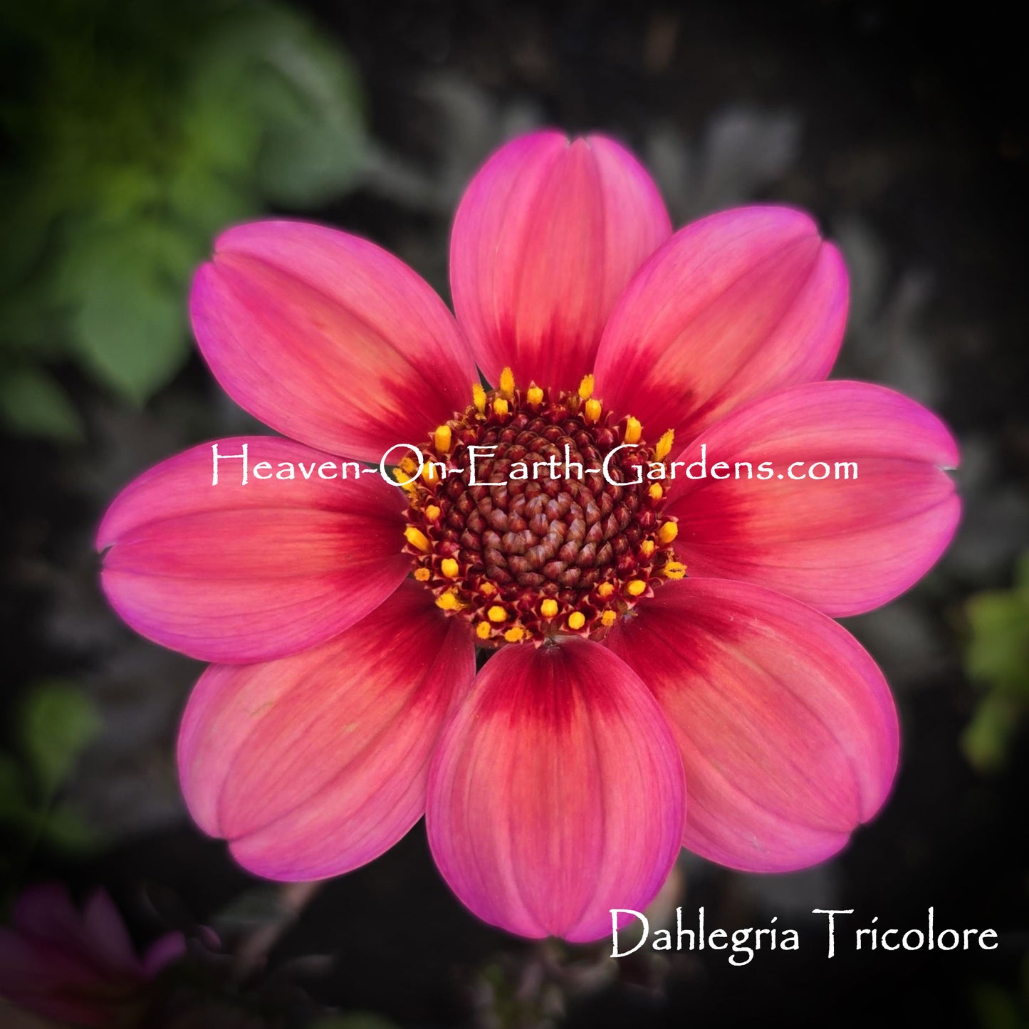 Dahlegria Tri-Colore