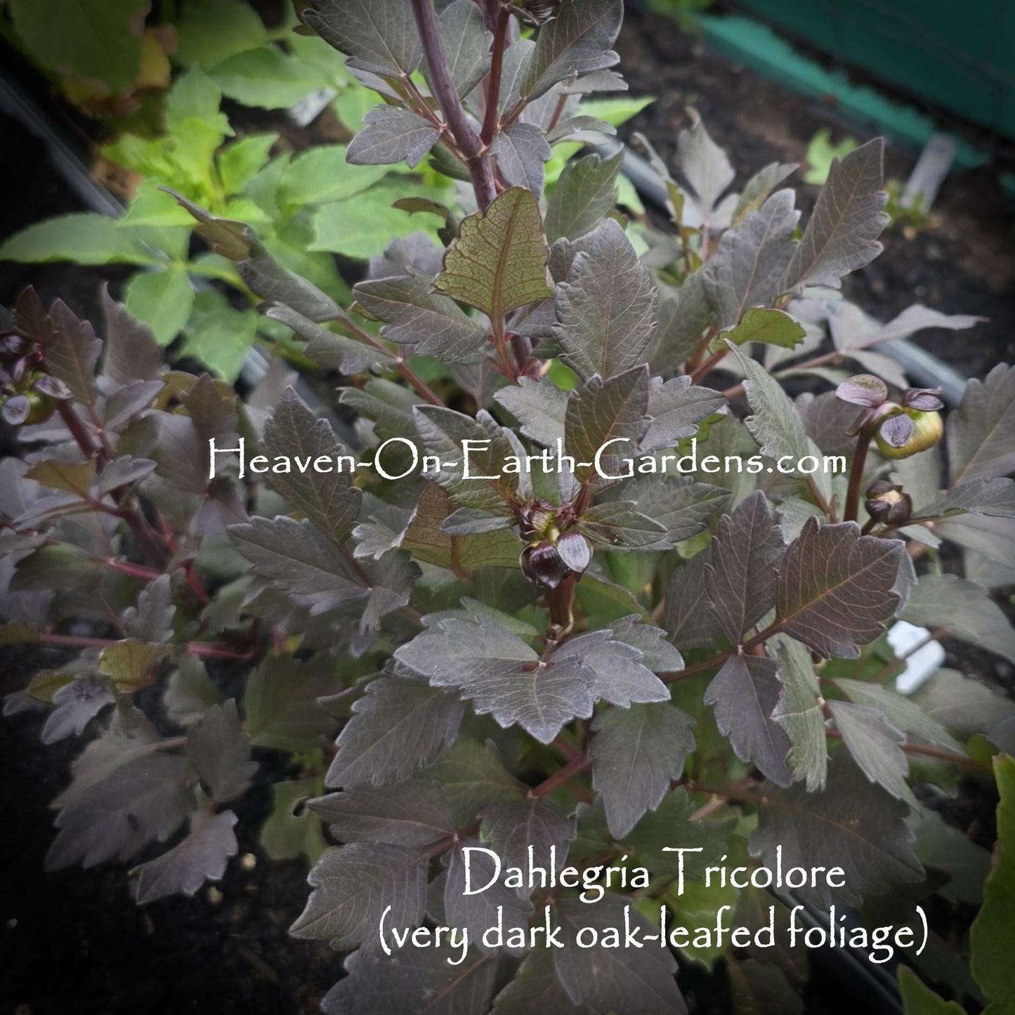 Dahlegria Tri-Colore