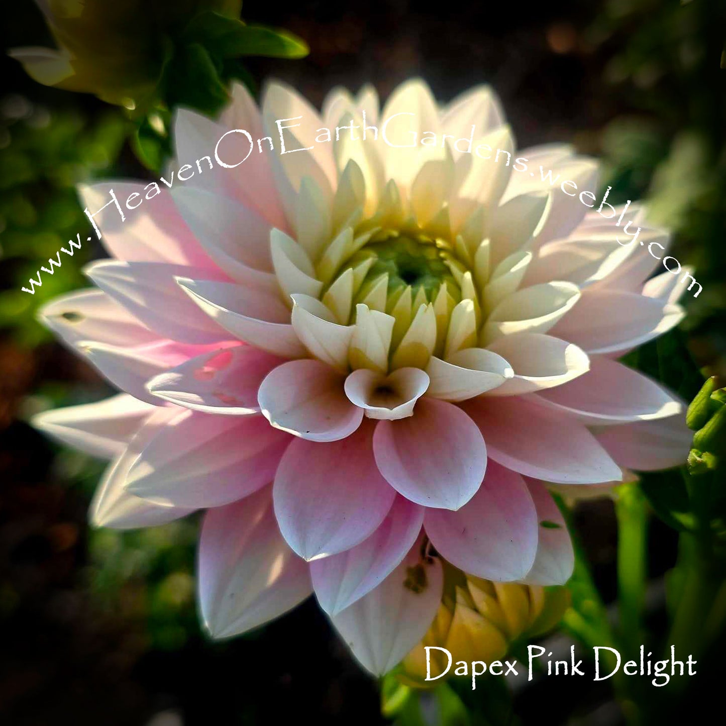 Dapex Pink Delight