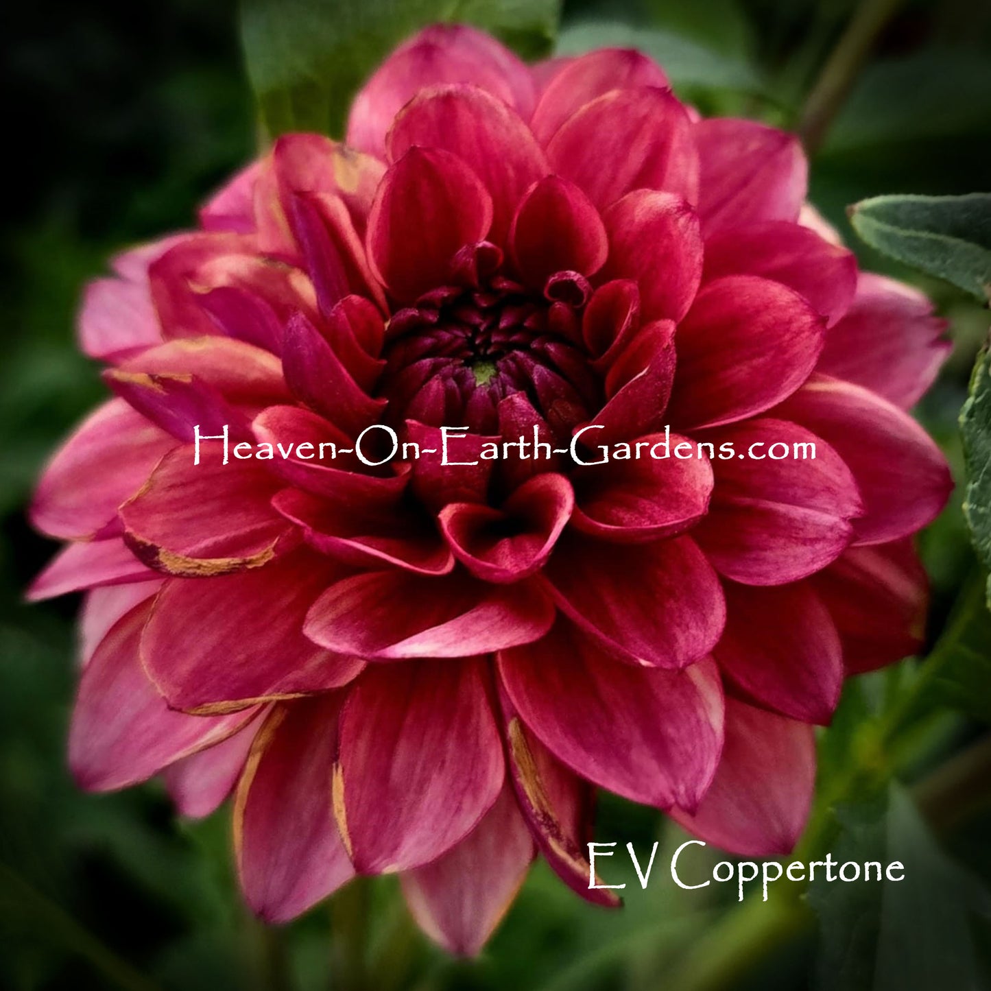 EV Coppertone