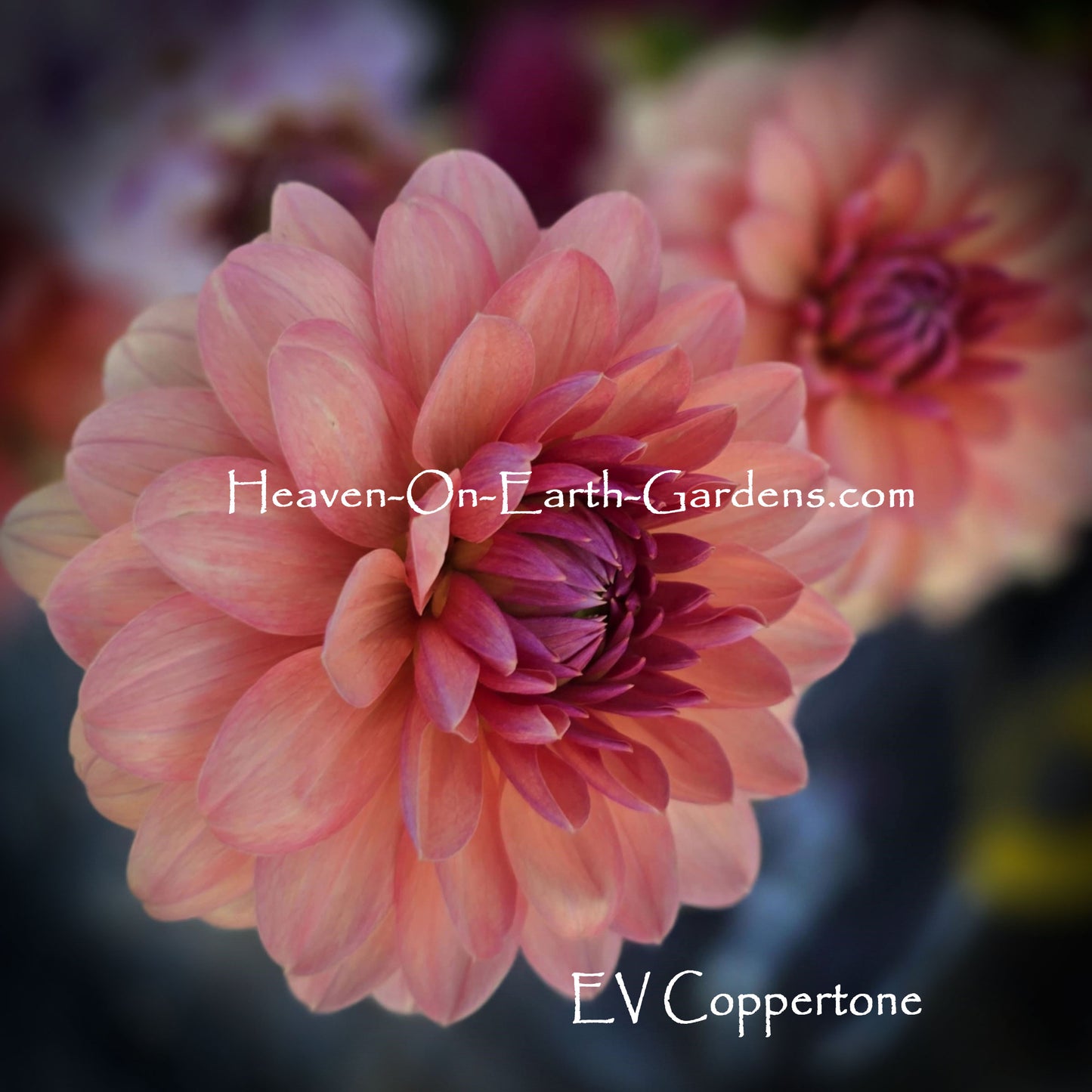 EV Coppertone